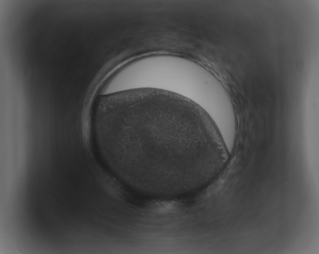 X0000100350247200806271408