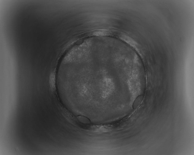 X0000100350297200806271408