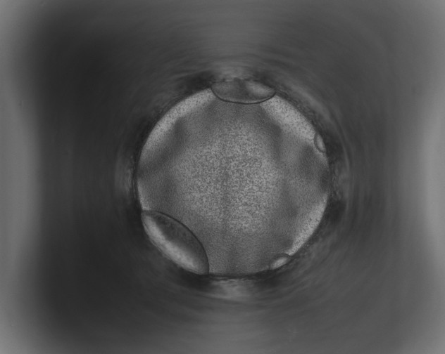 X0000100350417200806271406