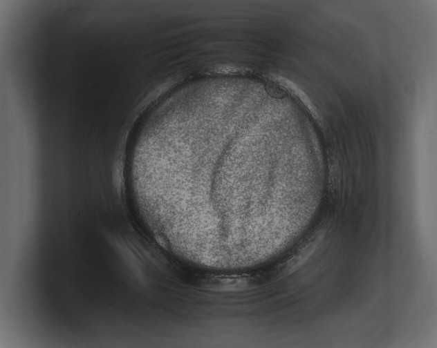 X0000100350443200806271405