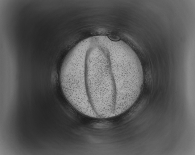 X0000100350459200806271405