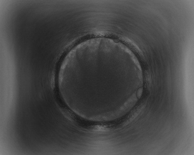 X0000100350496200806271405