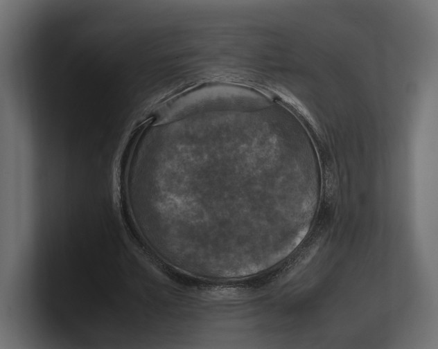 X0000100350581200806271404