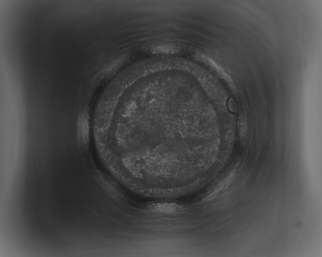 X0000100350637200806271403