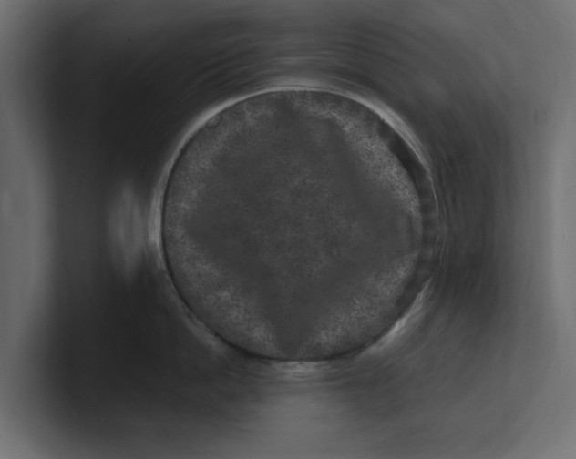 X0000100350862200806271400