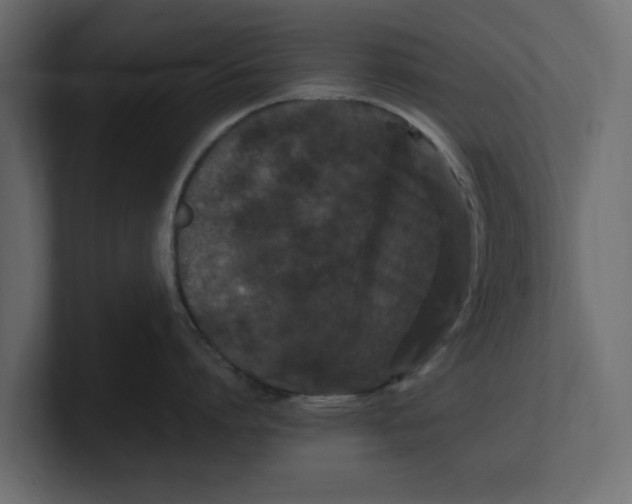 X0000100350864200806271400