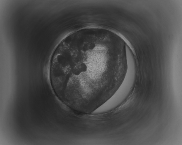 X0000100351245200806271355