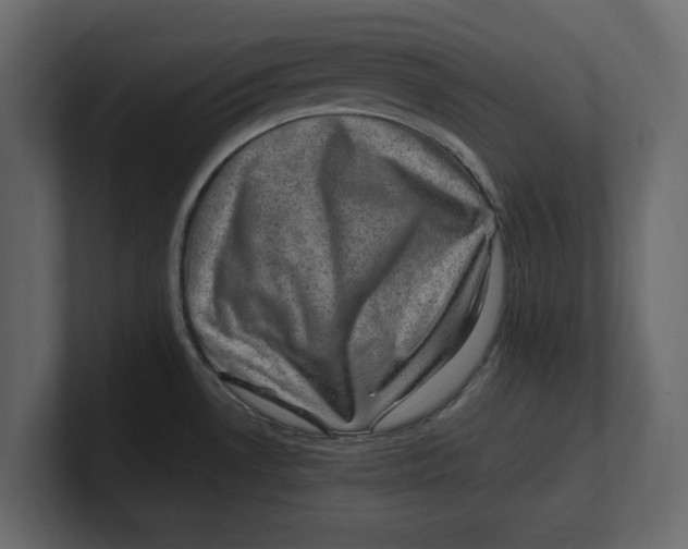 X0000100351530200806271351