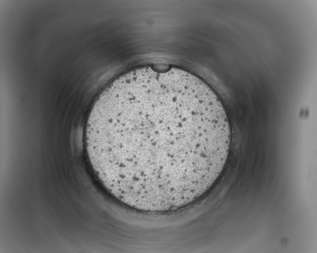 X0000100350014200807031825