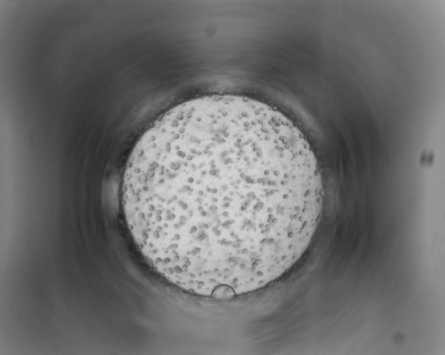 X0000100350022200807031825