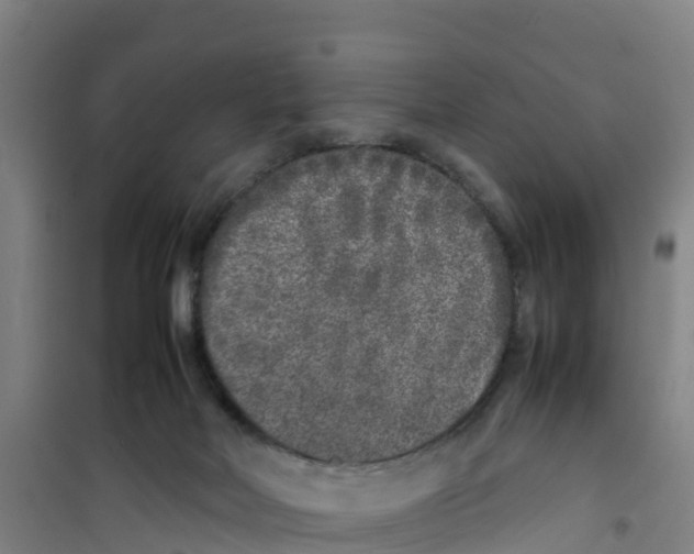 X0000100350026200807031825