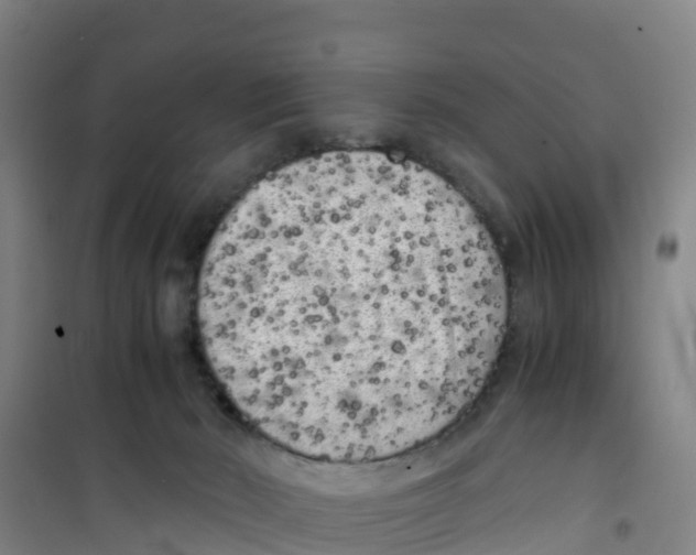 X0000100350030200807031825