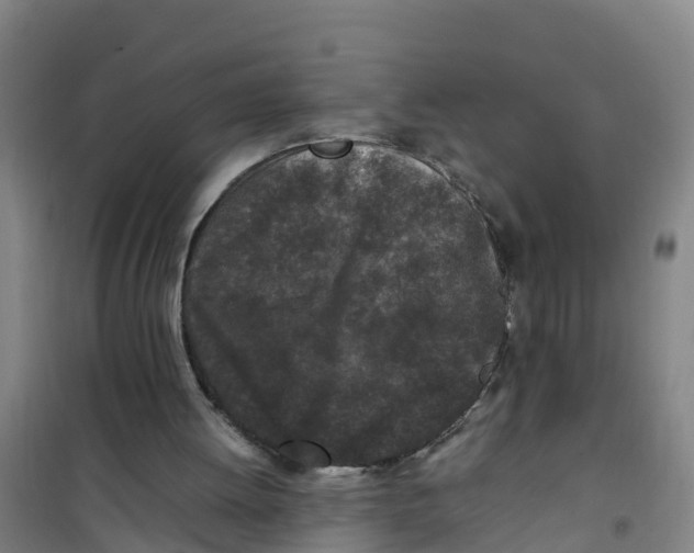 X0000100350052200807031824