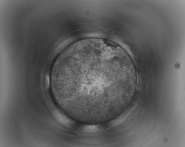 X0000100350061200807031824