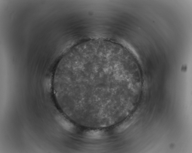 X0000100350065200807031824