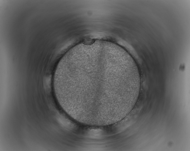 X0000100350066200807031824