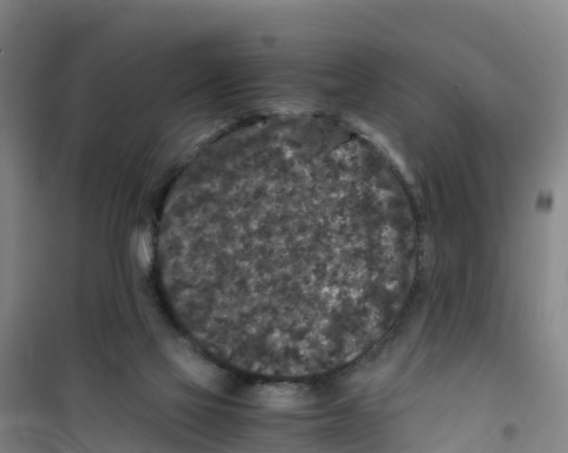 X0000100350069200807031824