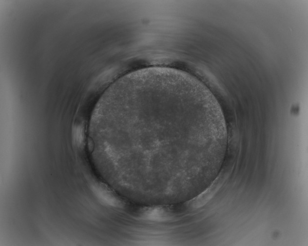 X0000100350074200807031824