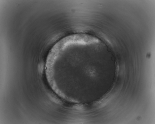 X0000100350076200807031824