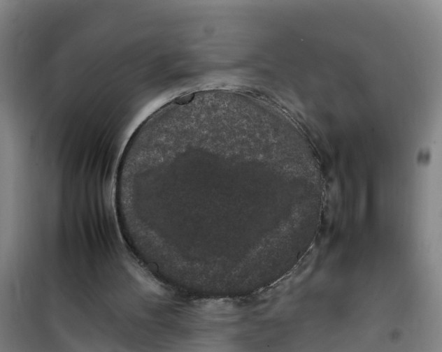 X0000100350100200807031823