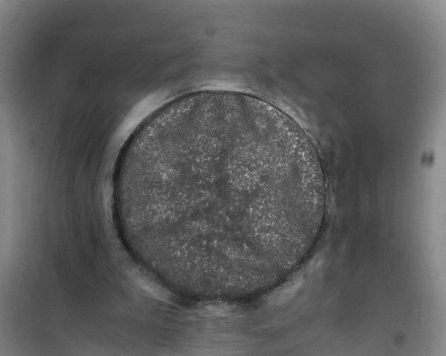 X0000100350199200807031822