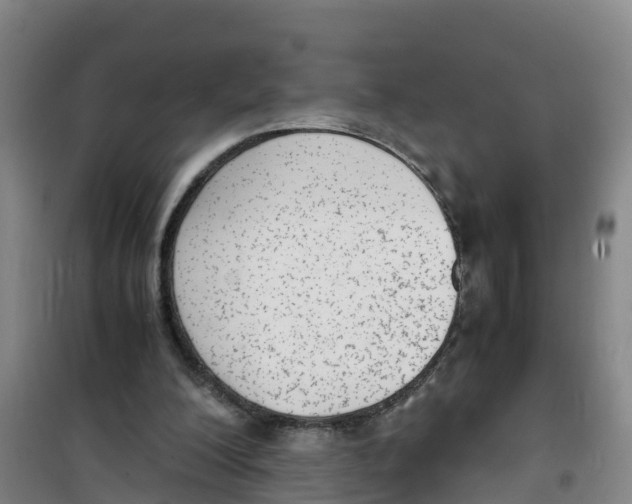 X0000100350200200807031822