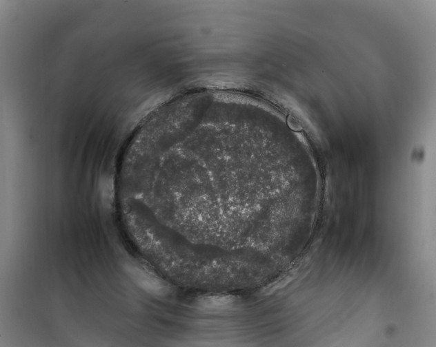 X0000100350202200807031822