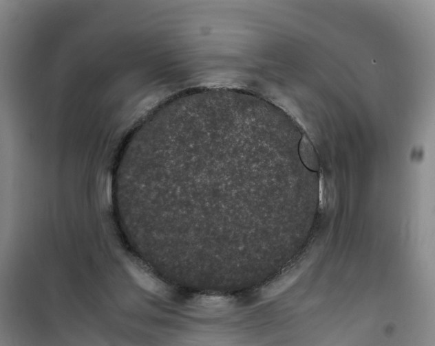 X0000100350205200807031822