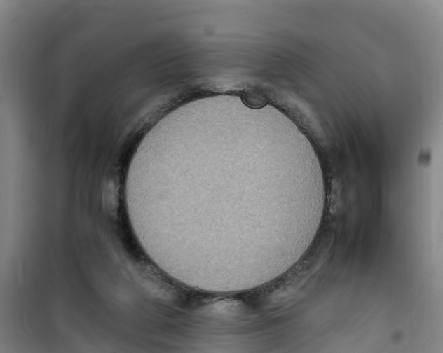 X0000100350210200807031821