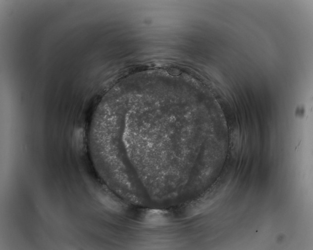 X0000100350222200807031821