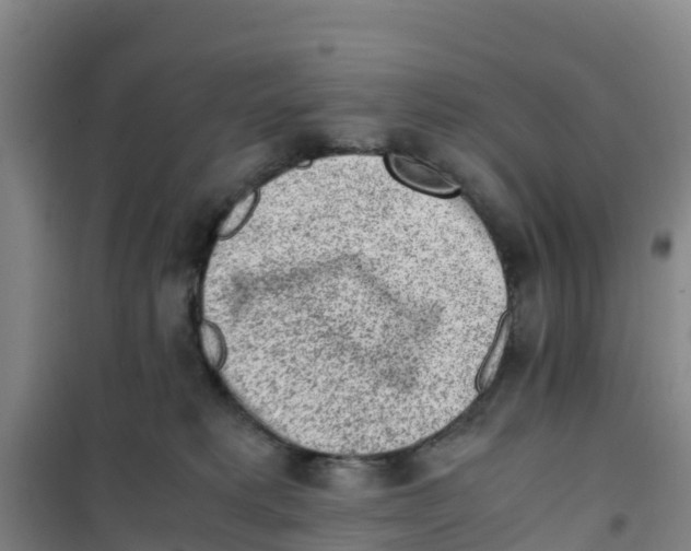 X0000100350229200807031821