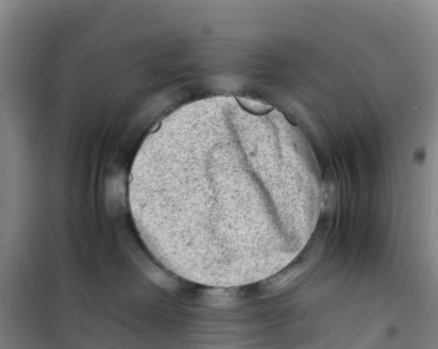 X0000100350238200807031821