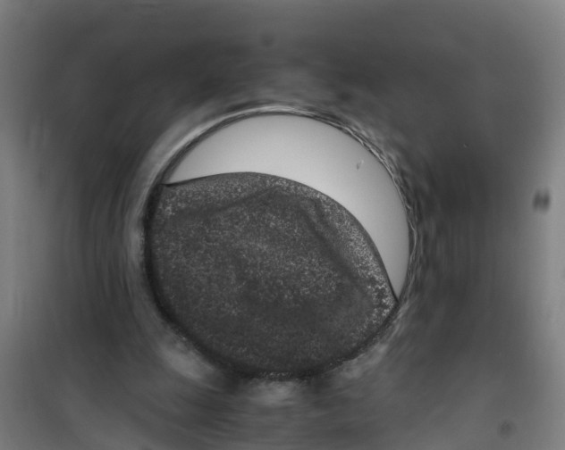 X0000100350247200807031820