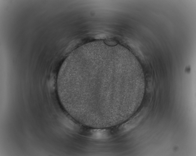 X0000100350273200807031821