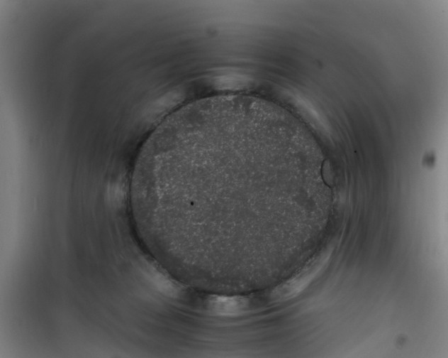 X0000100350277200807031821