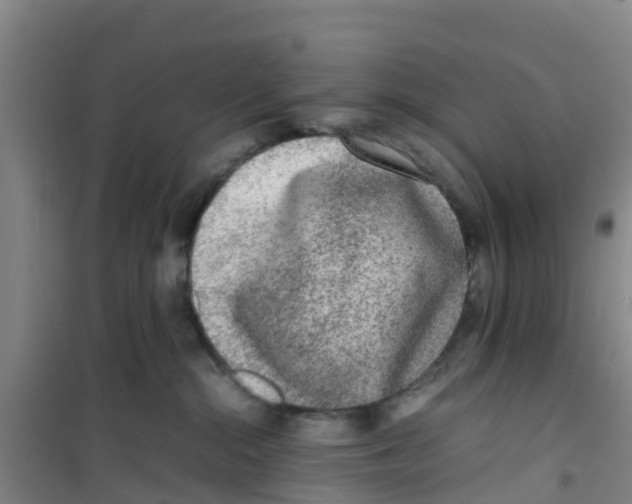 X0000100350284200807031821