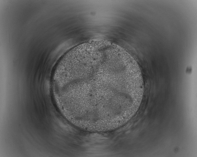 X0000100350290200807031820