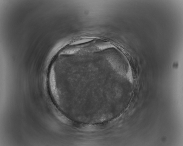 X0000100350293200807031820