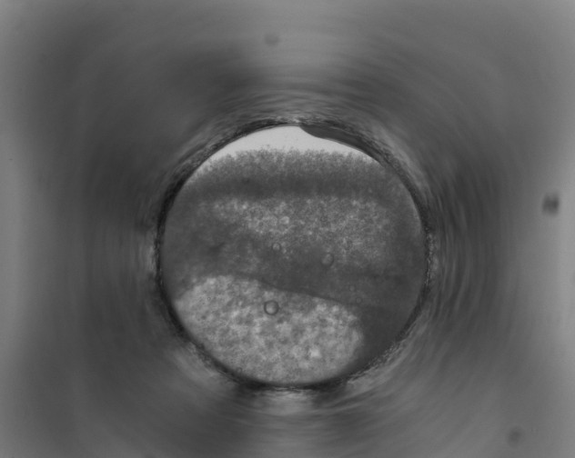 X0000100350313200807031820