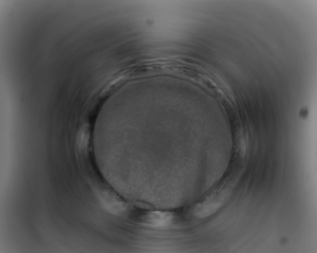 X0000100350328200807031820