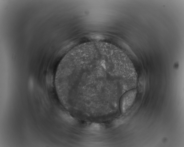 X0000100350330200807031820