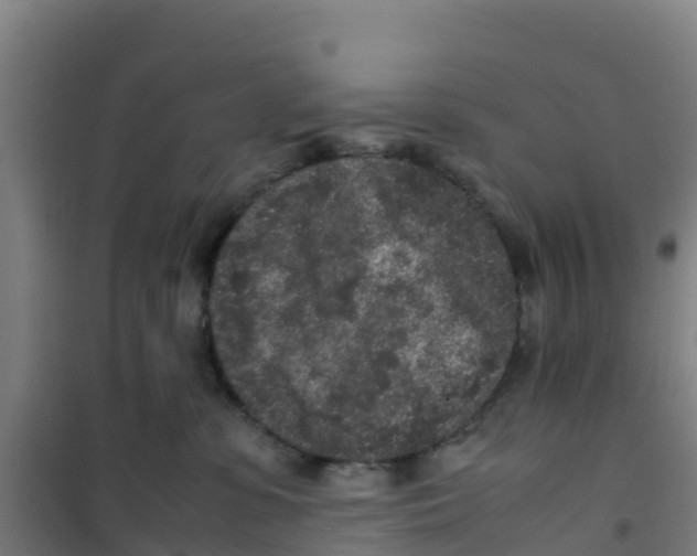 X0000100350331200807031820