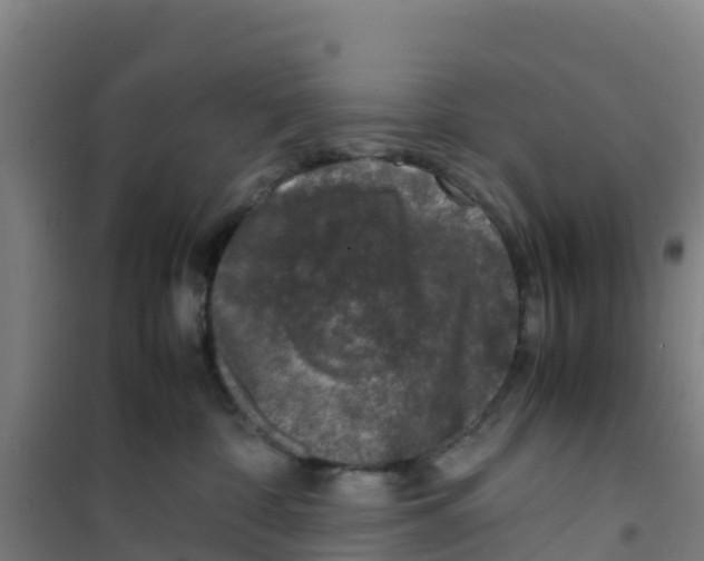 X0000100350332200807031820