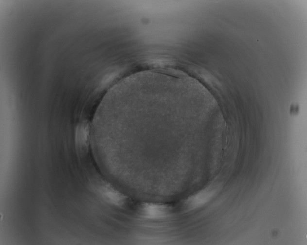 X0000100350336200807031820