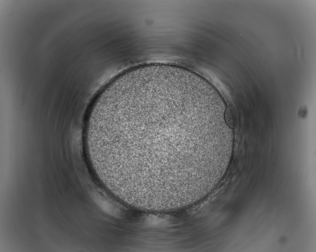 X0000100350346200807031819