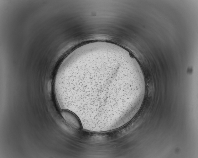 X0000100350350200807031819