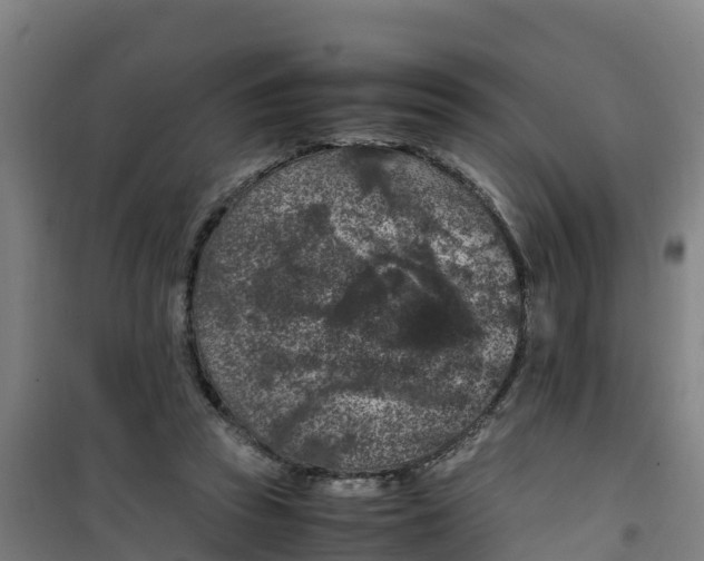 X0000100350353200807031819