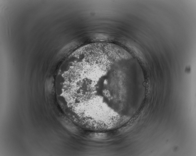 X0000100350361200807031819