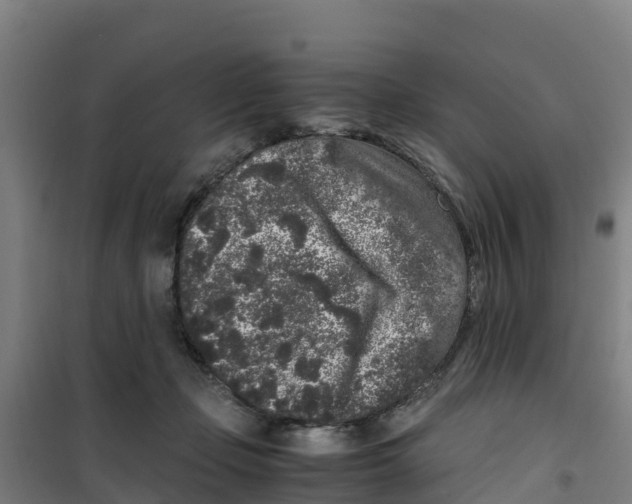 X0000100350365200807031819