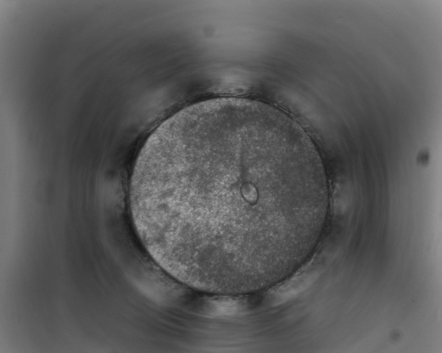 X0000100350370200807031819